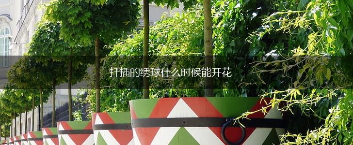 扦插的绣球什么时候能开花,第1张