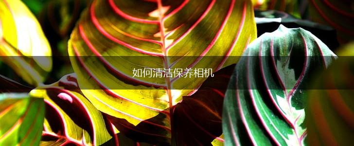 如何清洁保养相机,第1张