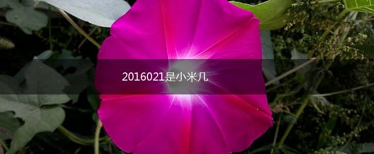 2016021是小米几,第1张