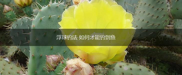 浮球钓法 如何才能钓到鱼,第1张