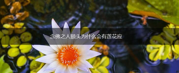 念佛之人额头为什么会有莲花应,第1张