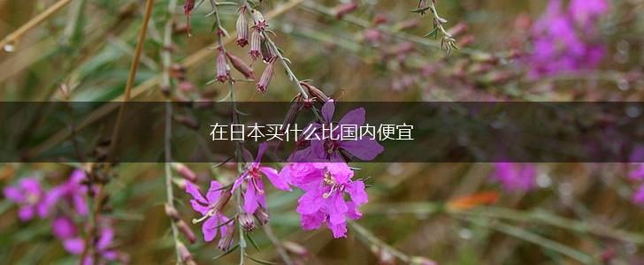 在日本买什么比国内便宜,第1张