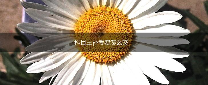 科目三补考费怎么交,第1张
