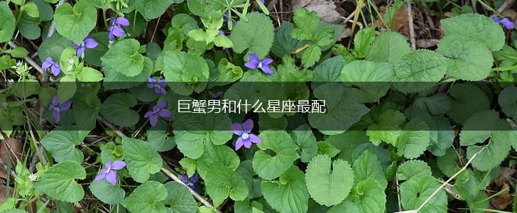 巨蟹男和什么星座最配,第1张