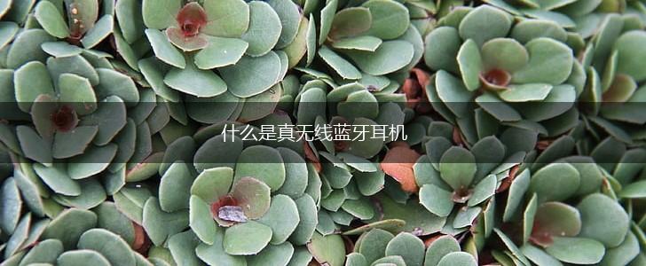 什么是真无线蓝牙耳机,第1张