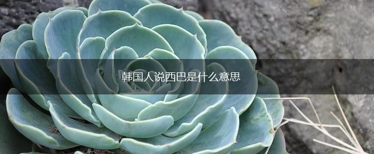 韩国人说西巴是什么意思,第1张