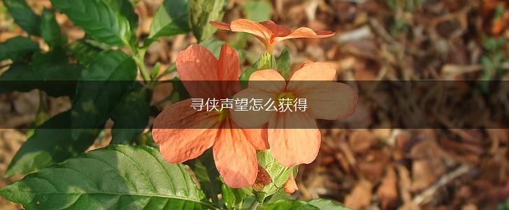 寻侠声望怎么获得,第1张