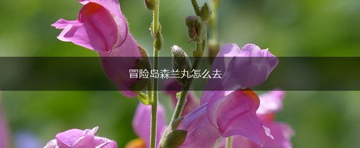 冒险岛森兰丸怎么去,第1张
