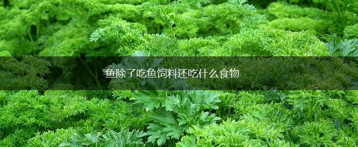 鱼除了吃鱼饲料还吃什么食物,第1张