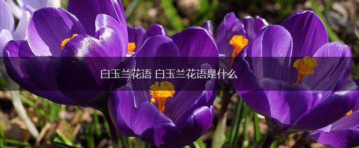 白玉兰花语 白玉兰花语是什么,第1张