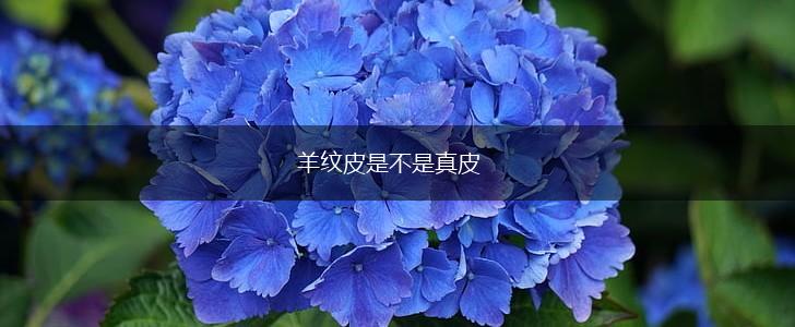羊纹皮是不是真皮,第1张