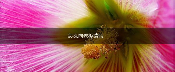 怎么向老板请假,第1张