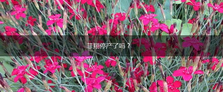 菲翔停产了吗？,第1张