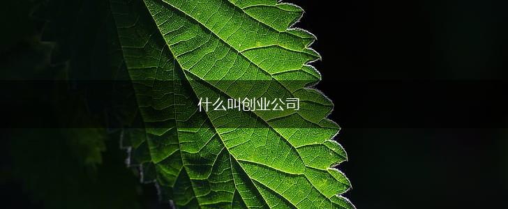 什么叫创业公司,第1张