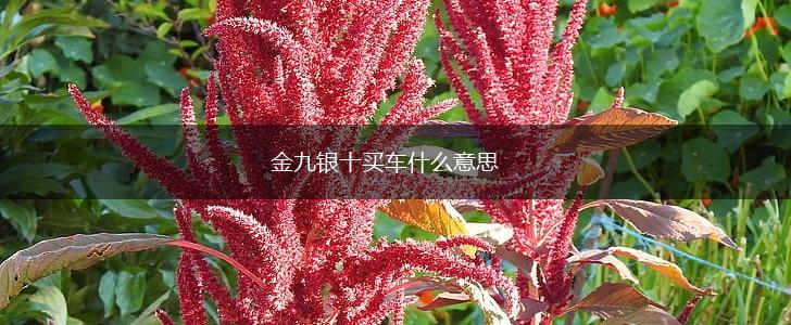 金九银十买车什么意思,第1张