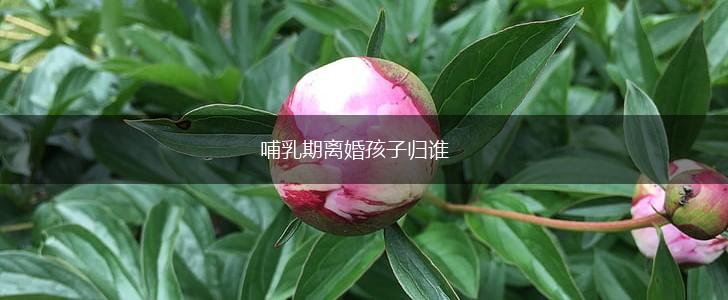 哺乳期离婚孩子归谁,第1张