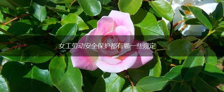 女工劳动安全保护都有哪一些规定,第1张