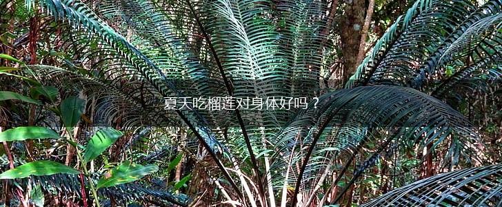夏天吃榴莲对身体好吗？,第1张