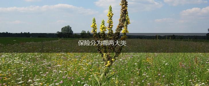 保险分为哪两大类,第1张