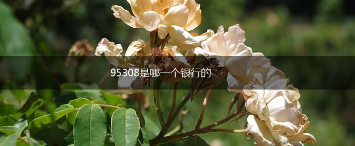 95308是哪一个银行的,第1张