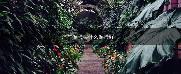 汽车保险买什么保险好,第1张