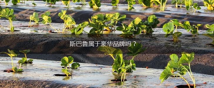 斯巴鲁属于豪华品牌吗？,第1张