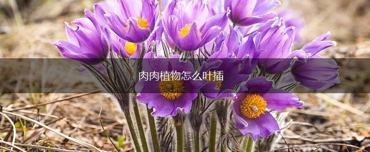 肉肉植物怎么叶插,第1张