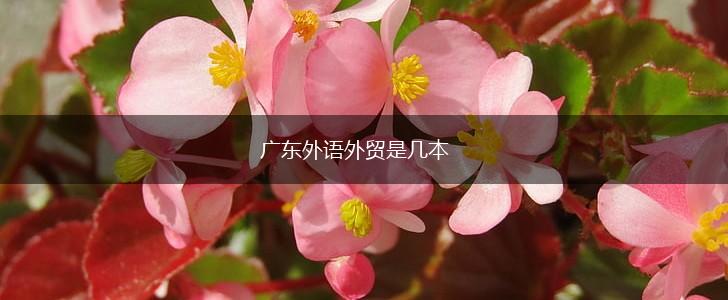 广东外语外贸是几本,第1张