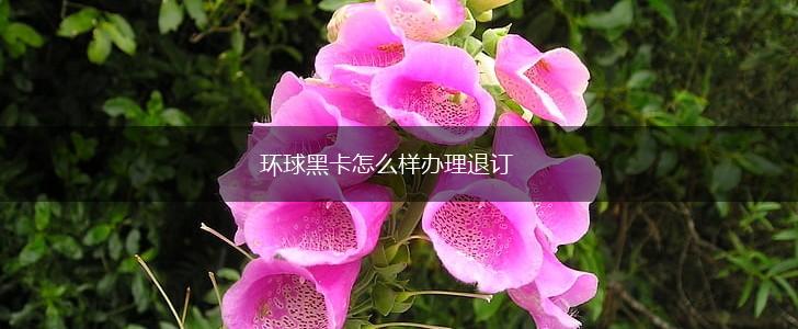 环球黑卡怎么样办理退订,第1张