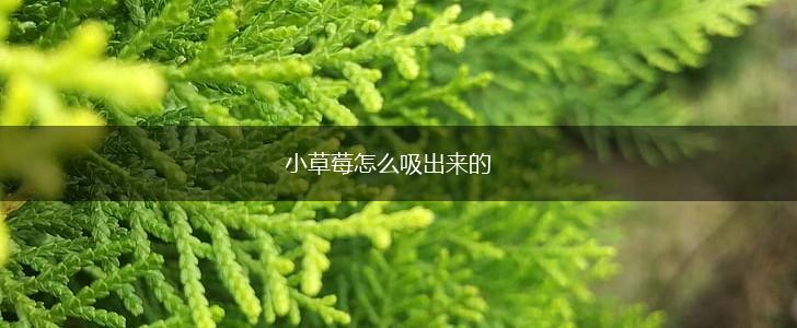 小草莓怎么吸出来的,第1张