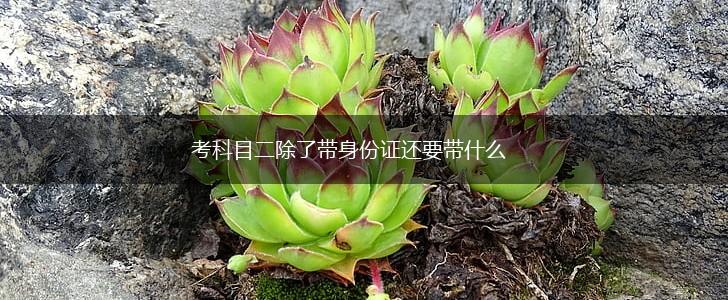 考科目二除了带身份证还要带什么,第1张