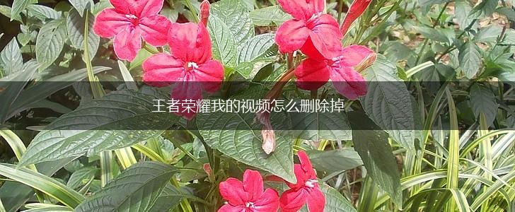 王者荣耀我的视频怎么删除掉,第1张