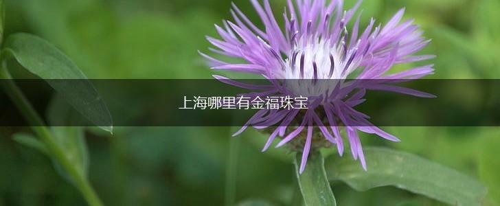 上海哪里有金福珠宝,第1张
