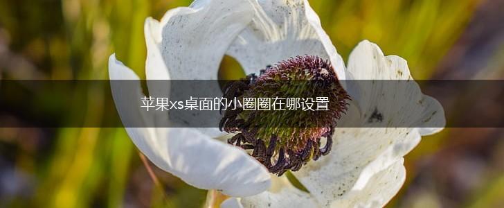 苹果xs桌面的小圈圈在哪设置,第1张