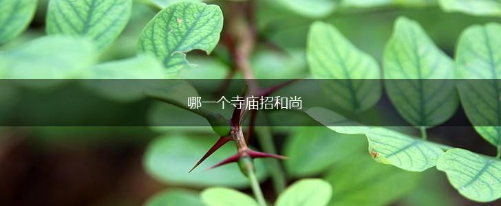 哪一个寺庙招和尚,第1张
