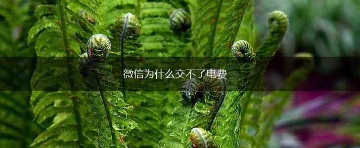 微信为什么交不了电费,第1张