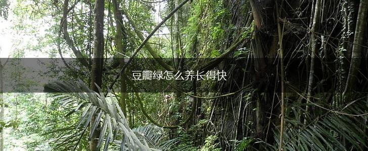 豆瓣绿怎么养长得快,第1张