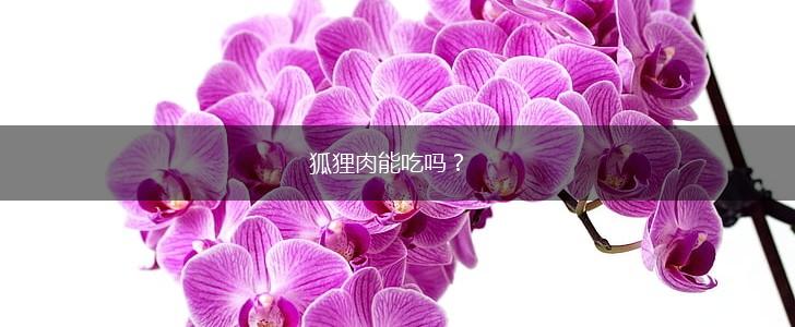 狐狸肉能吃吗？,第1张
