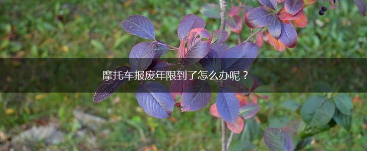 摩托车报废年限到了怎么办呢？,第1张
