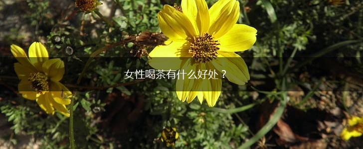 女性喝茶有什么好处？,第1张
