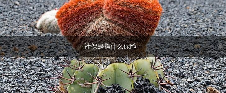 社保是指什么保险,第1张