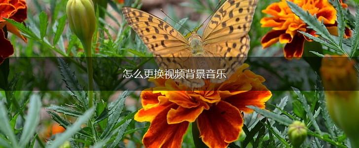 怎么更换视频背景音乐,第1张