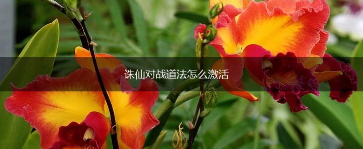 诛仙对战道法怎么激活,第1张