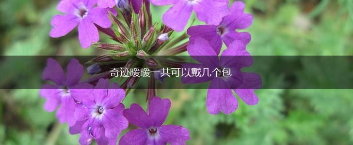 奇迹暖暖一共可以戴几个包,第1张