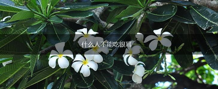 什么人不能吃银耳,第1张