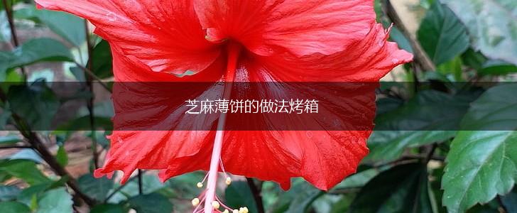 芝麻薄饼的做法烤箱,第1张