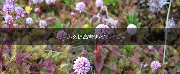 怎么提高吉他水平,第1张 怎么提高吉他水平,第1张
