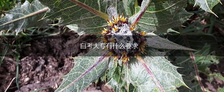 自考大专有什么要求,第1张