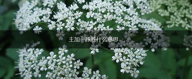 主加一球胜什么意思,第1张