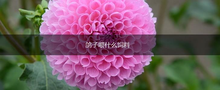 鸽子喂什么饲料,第1张